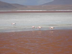 More flamingos in Laguna Colorada