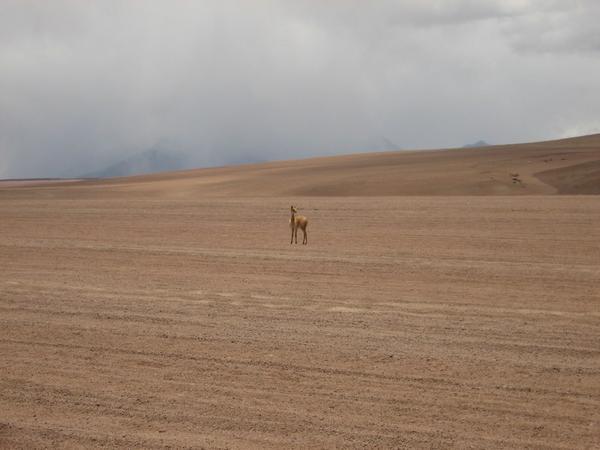A lone vicuña in the desert