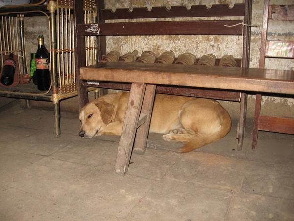 Dog sleeping in the shop