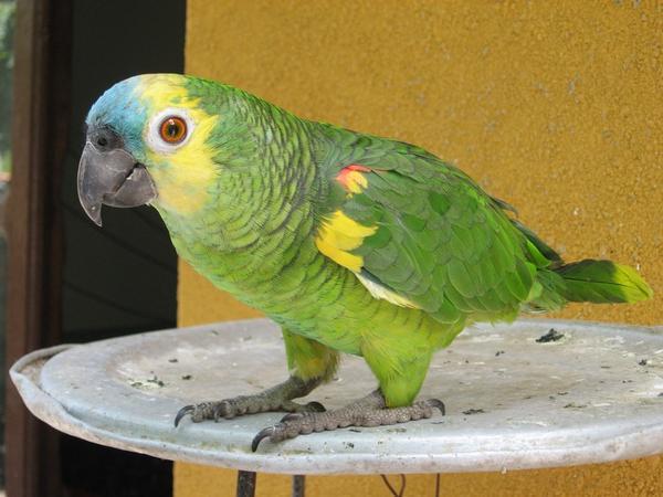Parrot at Restaurant