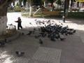 Pigeons in the plaza