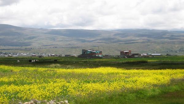 Fields of flowers in the Altiplano