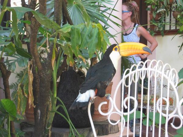Greeted by toucan at Hostel