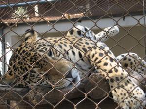 Female Jaguar at Santa Cruz Zoo