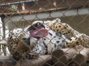 Female Jaguar at Santa Cruz Zoo