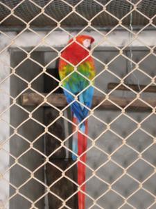 A colorful macaw