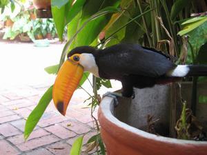 My toucan friend again
