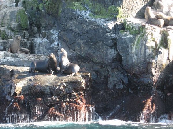 A family of sea lions
