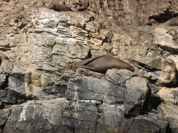 One lazy sea lion :)