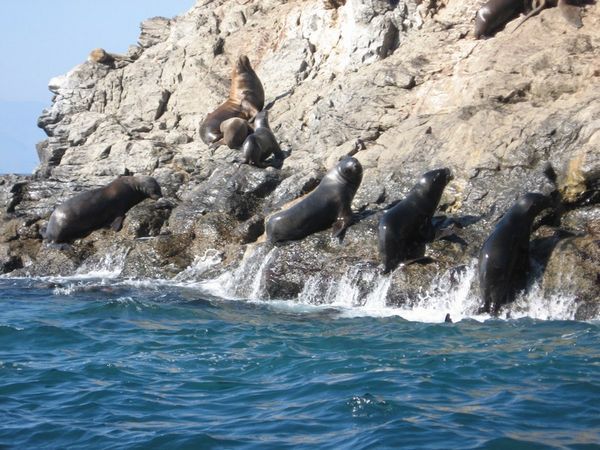 Sea lions climbing out of the water