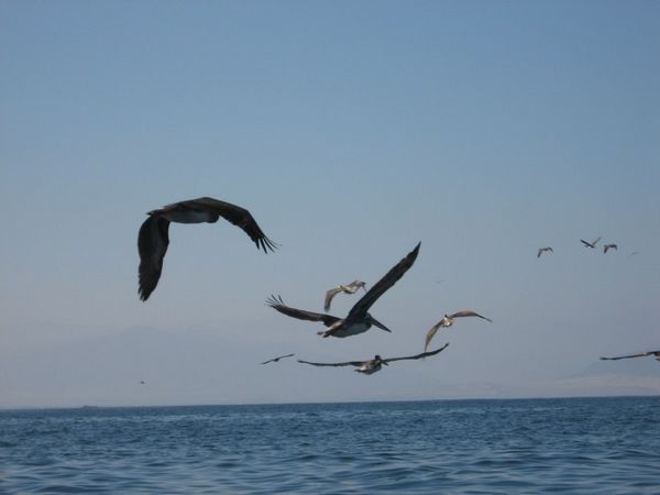 Pelicans flying by us