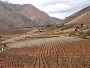 Grape vines in the Valle de Elqui