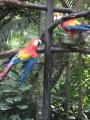 Pretties birds at the zoo. 