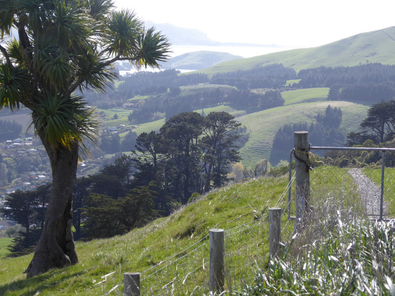 Otago Peninsula - Lush Landscape