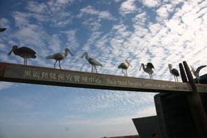 Endangered Spoonbills Reserve