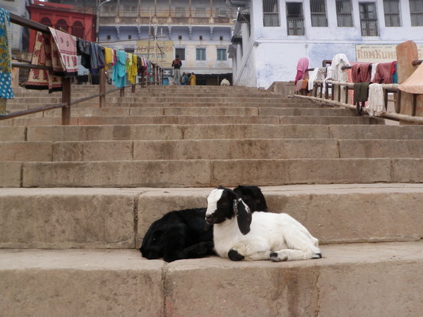 Cozy Goats on the Ghat by our Hotel