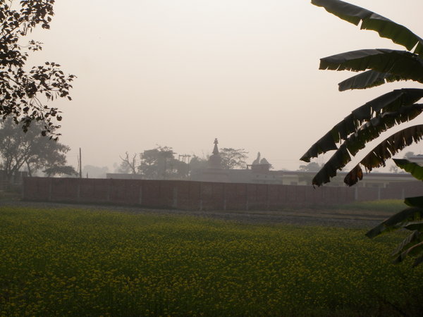Mustard Field with Stupa in Background