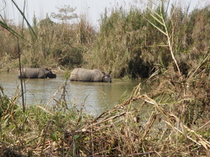 Stalking Rhinos