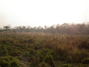 Grassland/Riverine Forest Ecotone