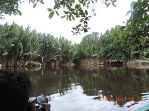 Nypa Palm and Mangrove Forest