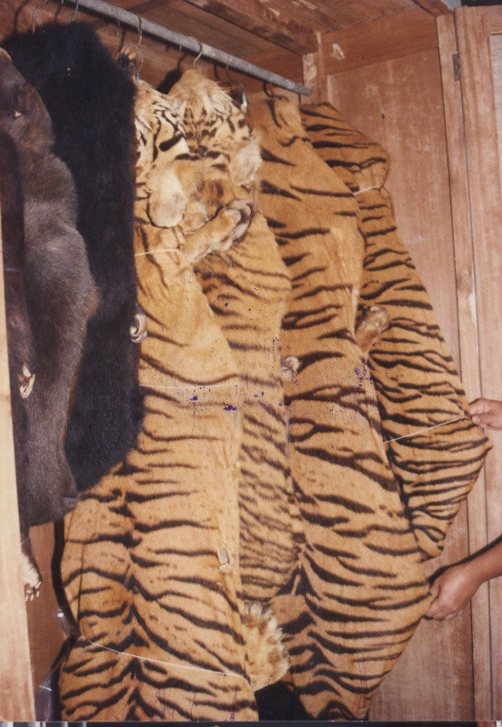 Variation of Striping on Tigers in Indonesia 