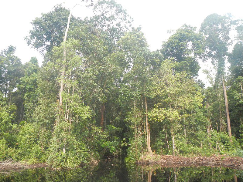 Remnant Swamp Forest