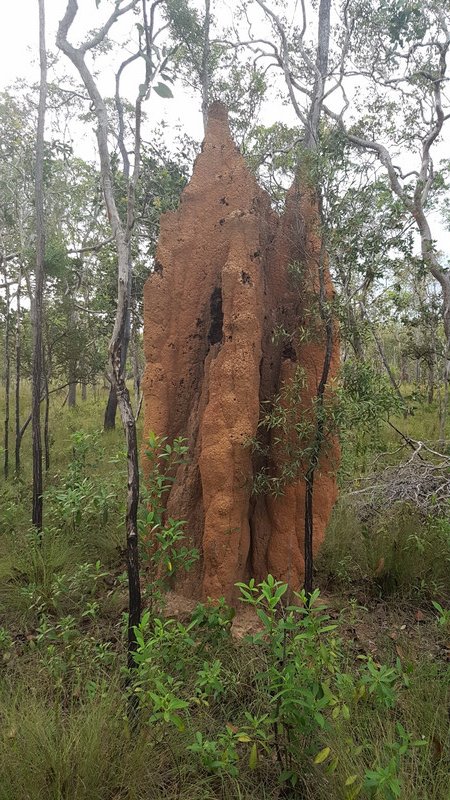 Famous Termite Mounds of Wasur National Park