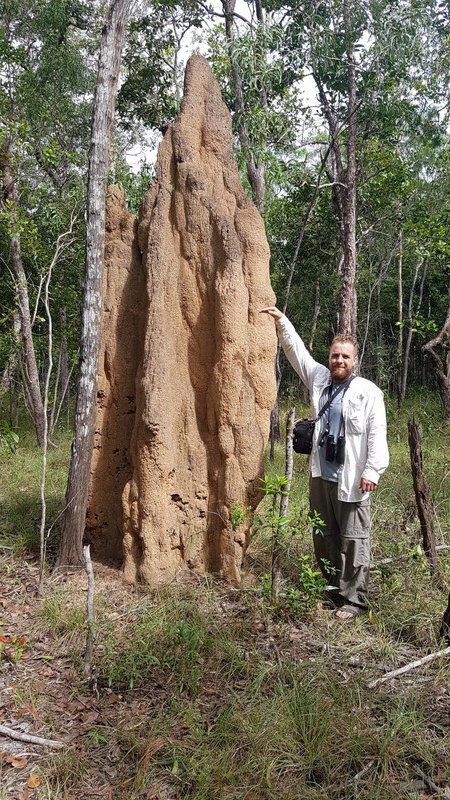 Tall Termite Mounds 