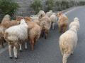 Sheep on the Street