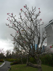... and a tree with flowers... 
