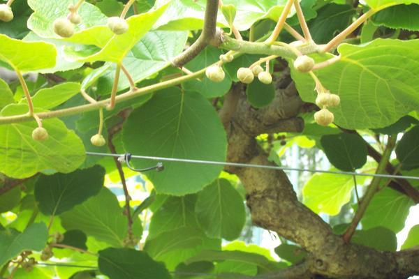 Kiwi Fruit on the vine