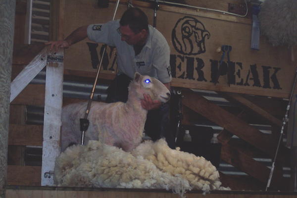 Sheepsheering Demonstration