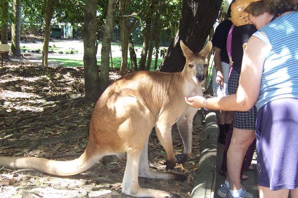 feeding the big kangaroo
