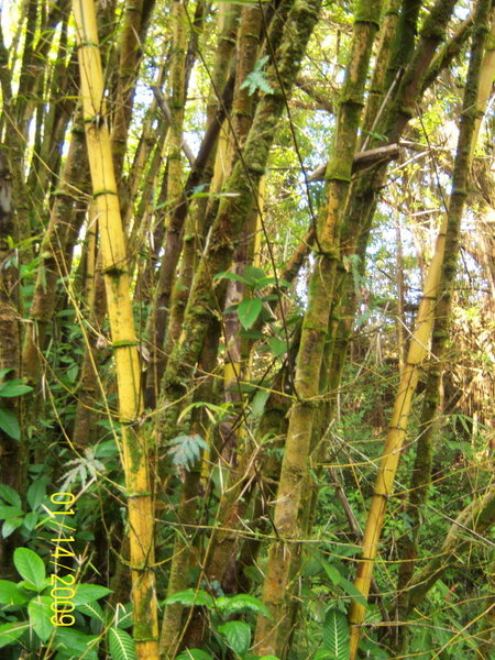 Bamboo in the rain forest