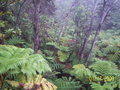 Ferns in the rain forest