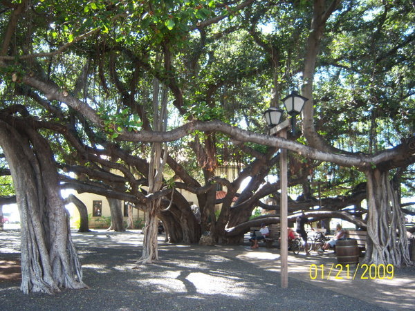 large Banyan tree in Lahaina Square