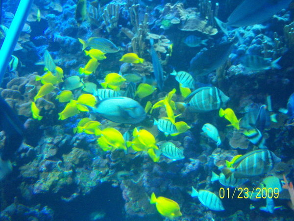 Beautiful reef swimmers