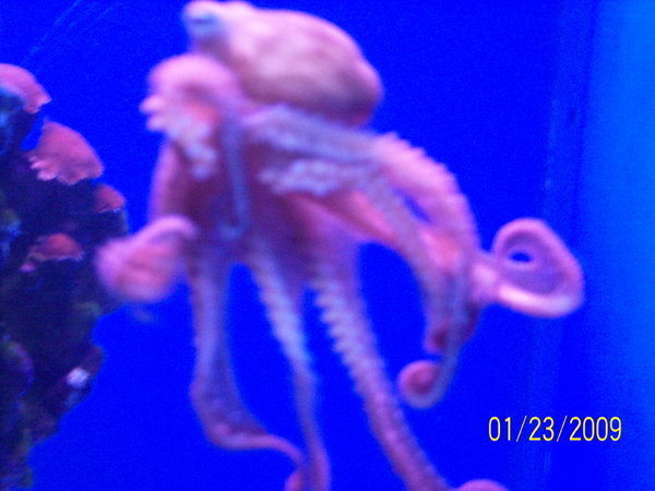 A Baby Octopus