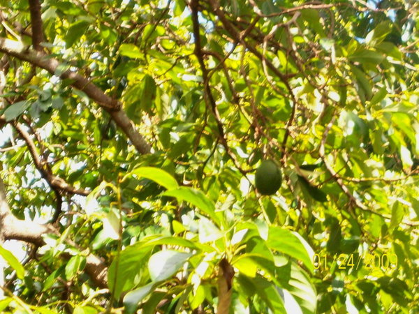 avacado tree