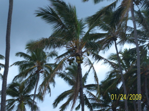 Coconut Palms at the Heiau