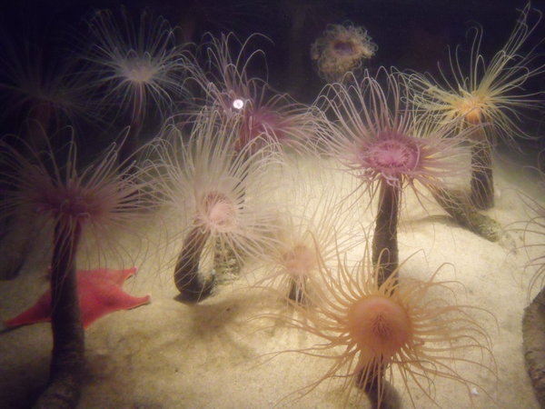 sea anemones 
