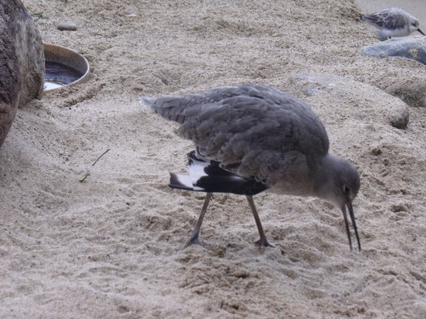 sandpiper shore birds