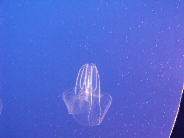 "electric" jellyfish