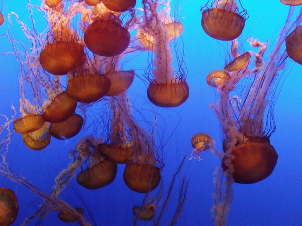 large jellyfish