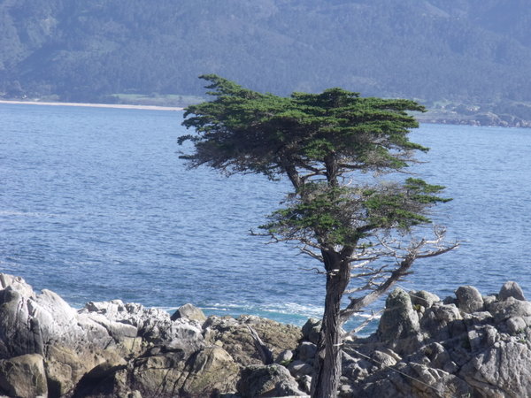 The Lone cypress