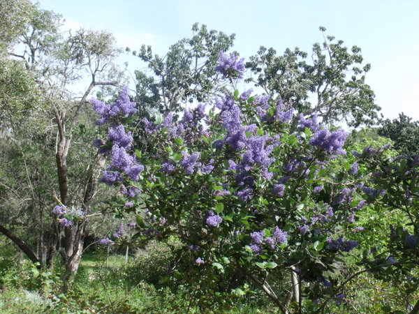 Orchards at La Purisima