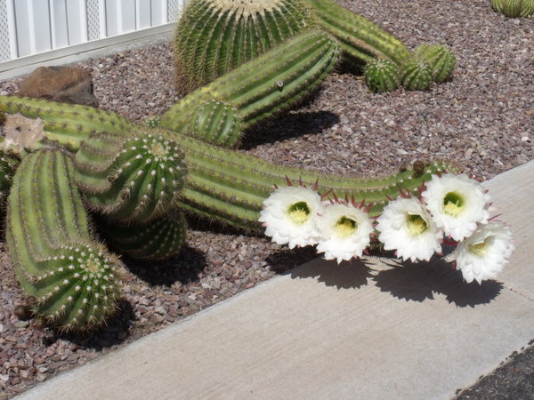 Cactus Flowers