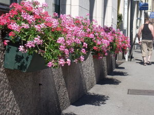 Porvo flower boxes