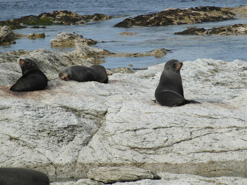Seals!