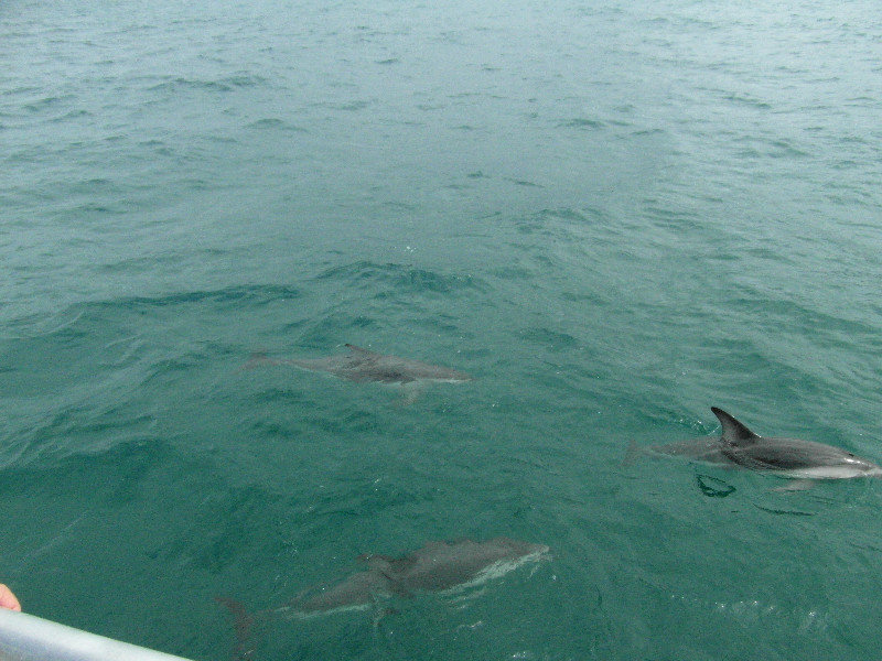 Dolphins decide to appear after we get out!